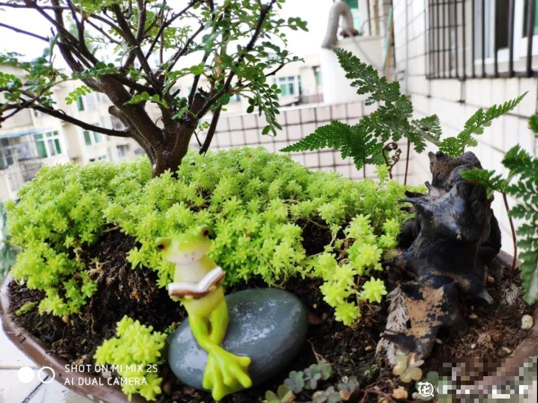 5种铺面多肉,沾土就活,迅速占满每一寸土地 5种铺面多肉,沾土就活,迅速占满每一寸土地