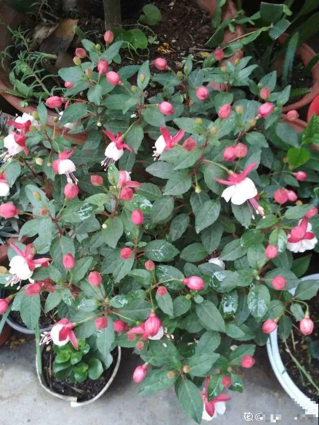 公认的难养花，买一盆死一盆，原来是被动了手脚…