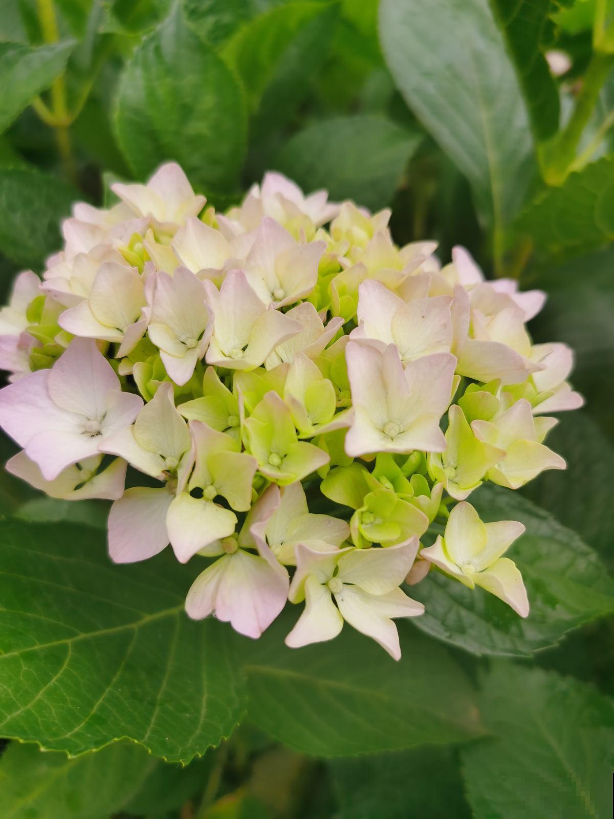 4种花是大水缸，一天不浇水，马上蔫给你看