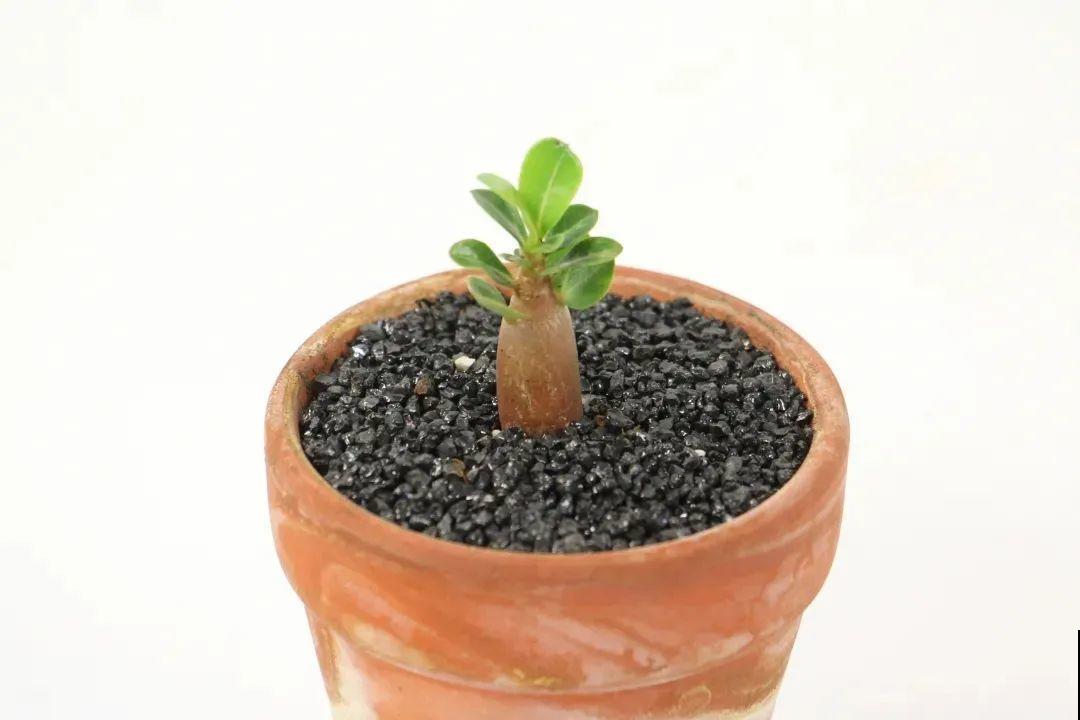 沙漠玫瑰带个大肚子，1个月不浇水照样活，开花比月季美