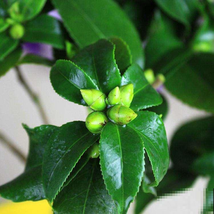 夏天养花杀虫大法，简单易上手，从此花虫去无踪！