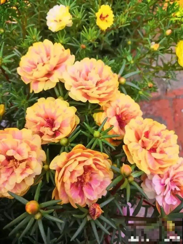 咋养都不死花,掐根枝剁10段,插土里就能爆开花 咋养都不死花,掐根枝剁10段,插土里就能爆开花