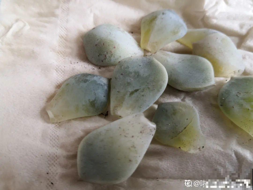 超过28℃，多肉7个现象就很危险，现在知道还不晚