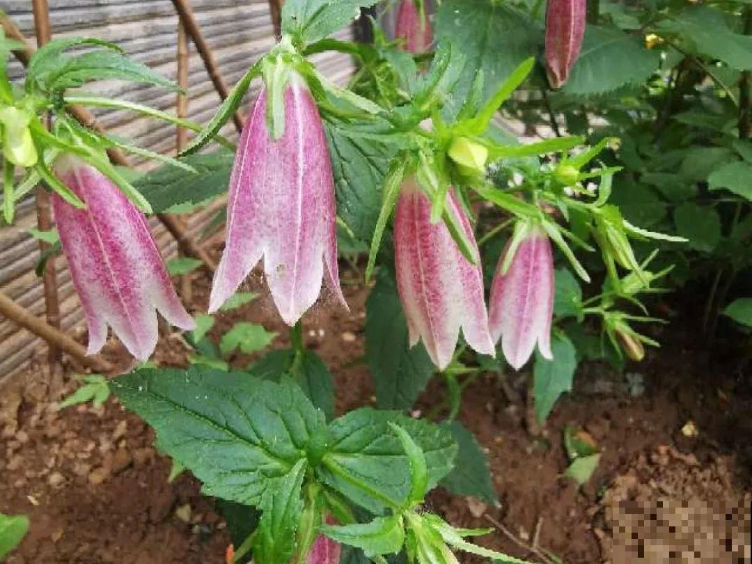 5月出门,收下这份百花图谱,啥花都能叫上名! 5月出门,收下这份百花图谱,啥花都能叫上名!