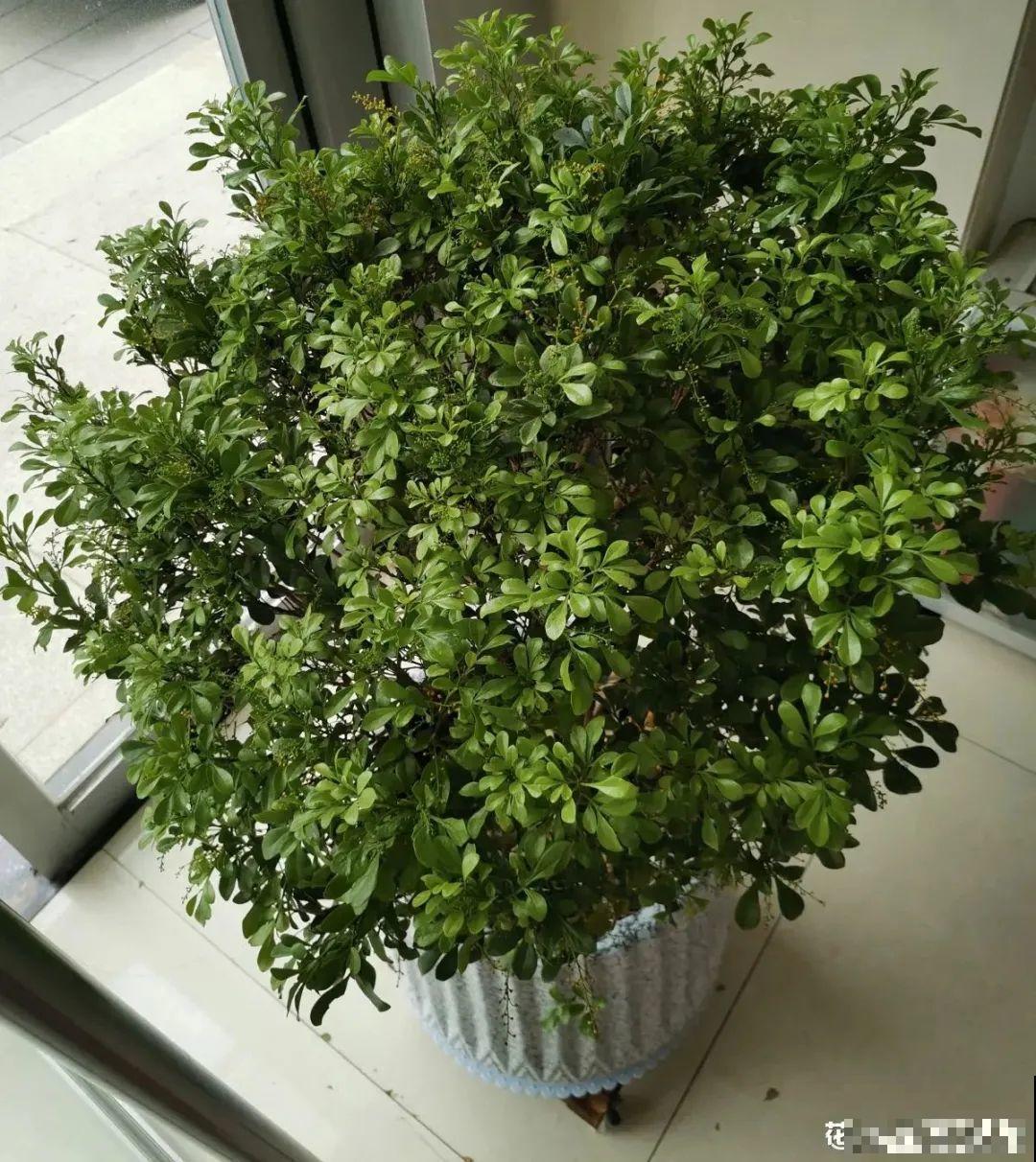 三角梅长不好?赶紧给它摘叶子,摘得越干净,长得越好 三角梅长不好?赶紧给它摘叶子,摘得越干净,长得越好