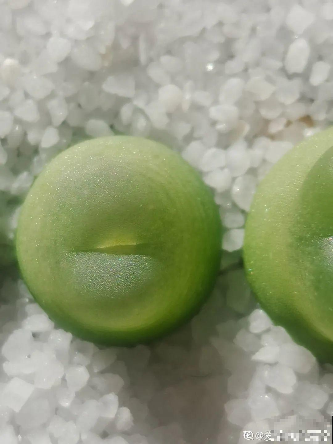 养多肉的人里，有一群“屁股花”爱好者，养的多肉超可爱