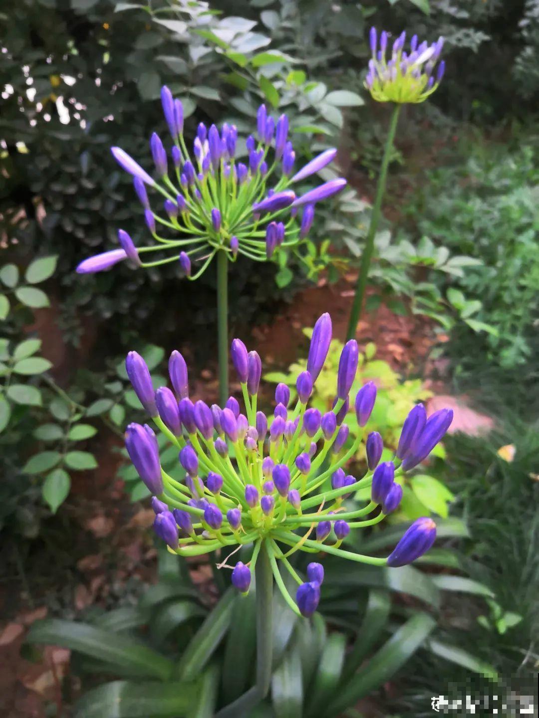 家里养盆“大脸”花，开花巨无霸，看着就喜庆