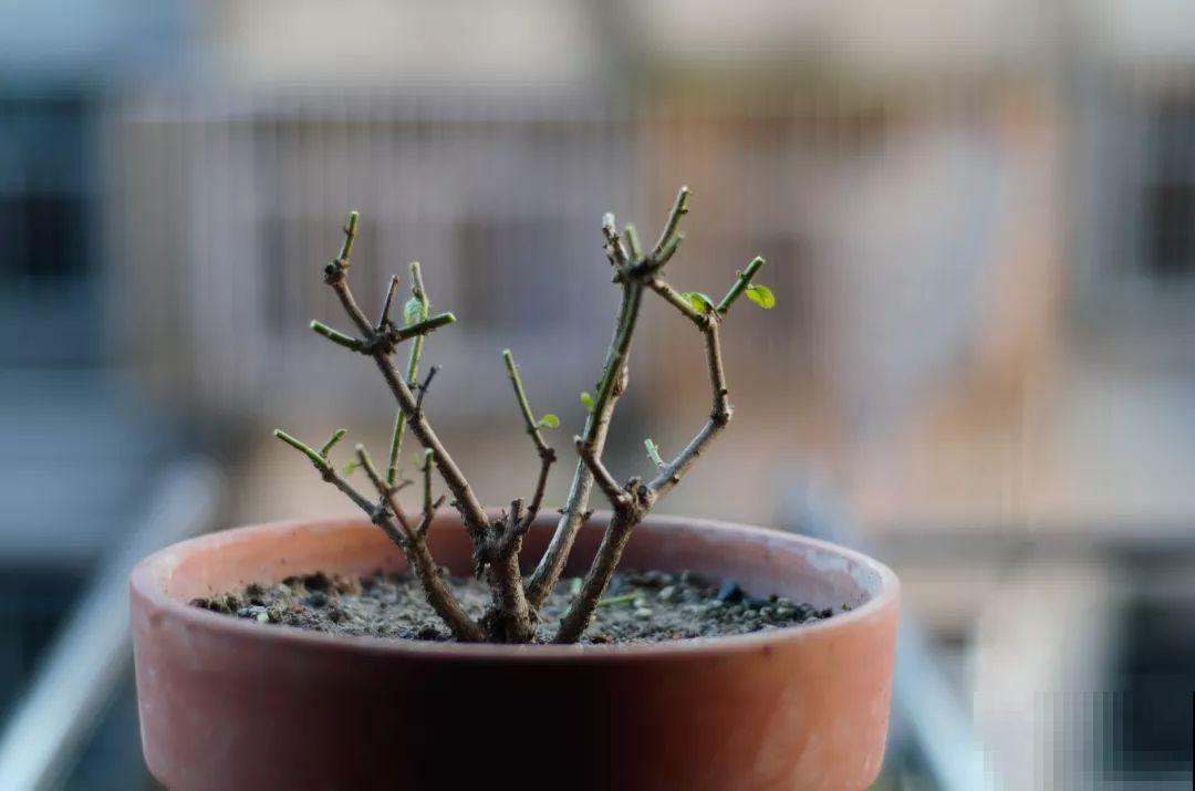 三角梅长不好?赶紧给它摘叶子,摘得越干净,长得越好 三角梅长不好?赶紧给它摘叶子,摘得越干净,长得越好