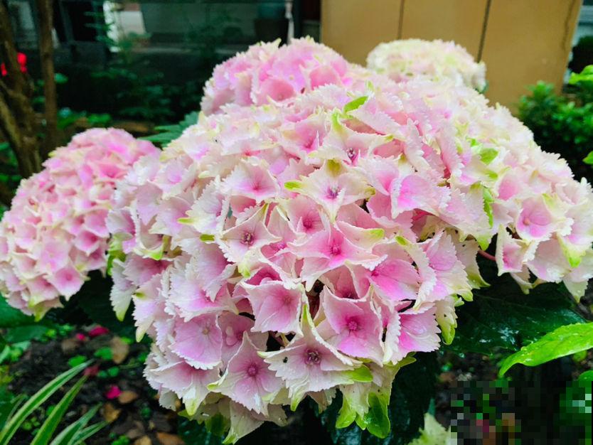 家里有个小院子，养花喝茶一辈子