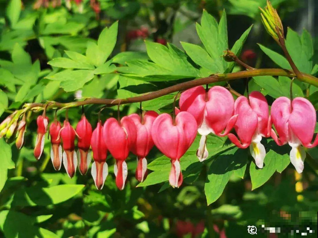 5月出门,收下这份百花图谱,啥花都能叫上名! 5月出门,收下这份百花图谱,啥花都能叫上名!