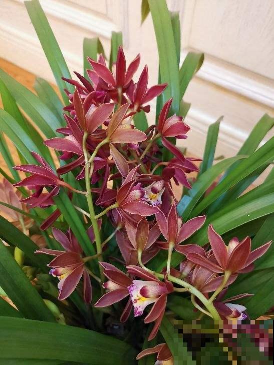 初春4种花，开花香味四溢，满屋子花香味