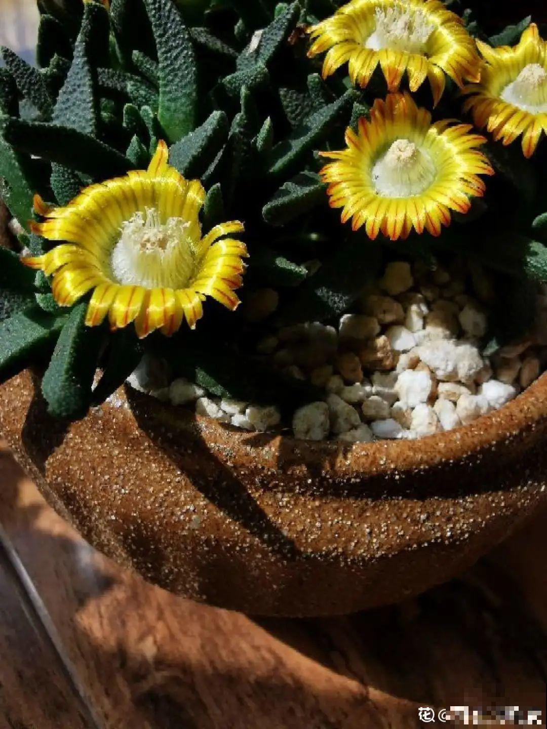 多肉开花不常见，但是颜值还挺高，你会不会剪掉？