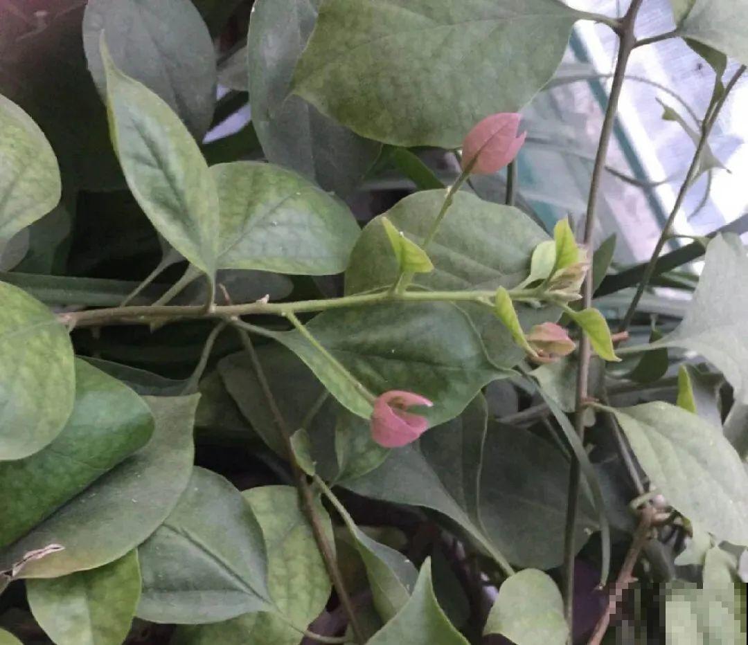 三角梅长不好?赶紧给它摘叶子,摘得越干净,长得越好 三角梅长不好?赶紧给它摘叶子,摘得越干净,长得越好