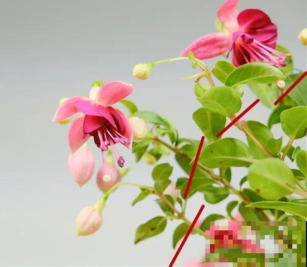 家里养了月季,花后使劲剪,越剪越开花,真省心 家里养了月季,花后使劲剪,越剪越开花,真省心