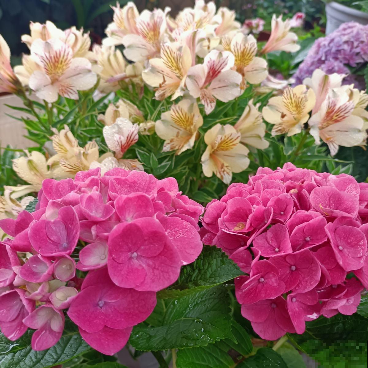 网购花卉是个技术活，别贪小便宜，少买点假货吧！