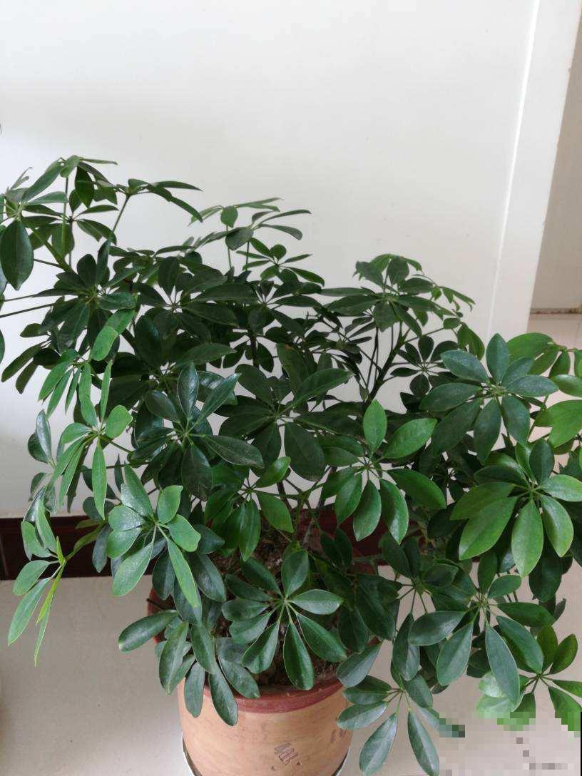 被动吸入“二手烟”真烦人，赶紧养盆“吸烟花”，净化空气效果好