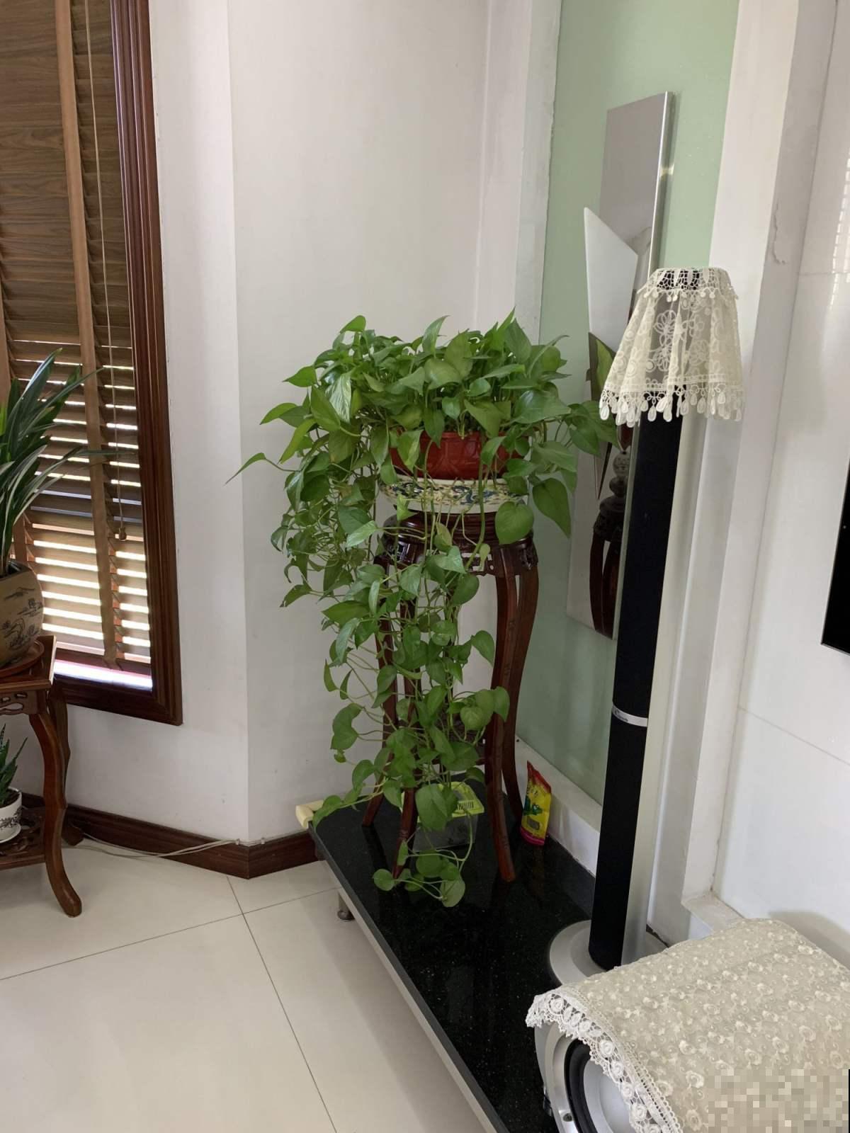 卧室植物这么摆,设计感好,又睡得香 卧室植物这么摆,设计感好,又睡得香