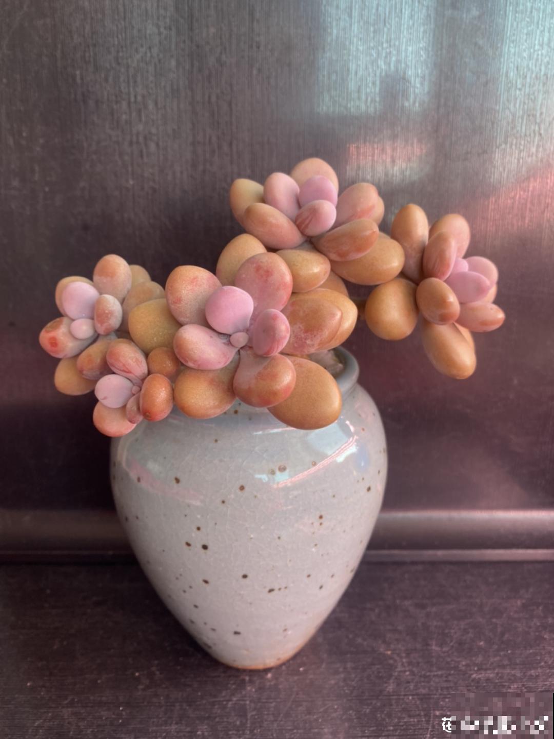 室内养多肉,也能养出水晶果冻色,任谁看到都说好 室内养多肉,也能养出水晶果冻色,任谁看到都说好