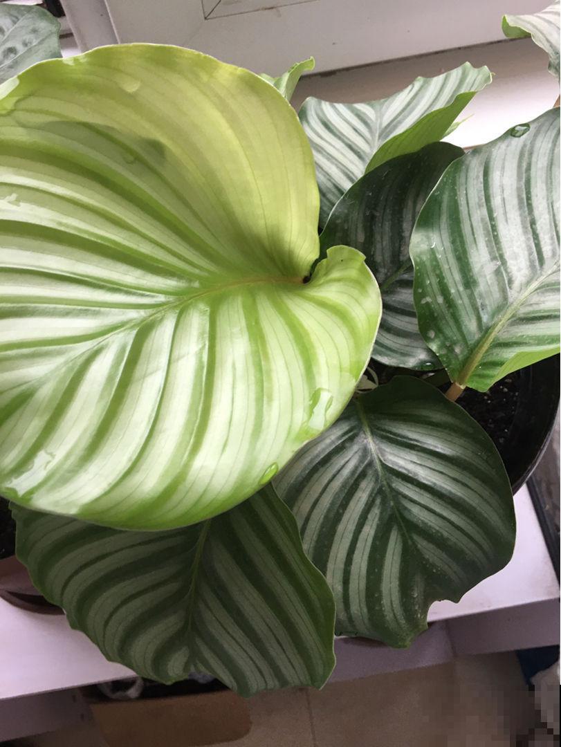 5种花现在要挪地儿,不能再晒了,不然叶子全黄了 5种花现在要挪地儿,不能再晒了,不然叶子全黄了