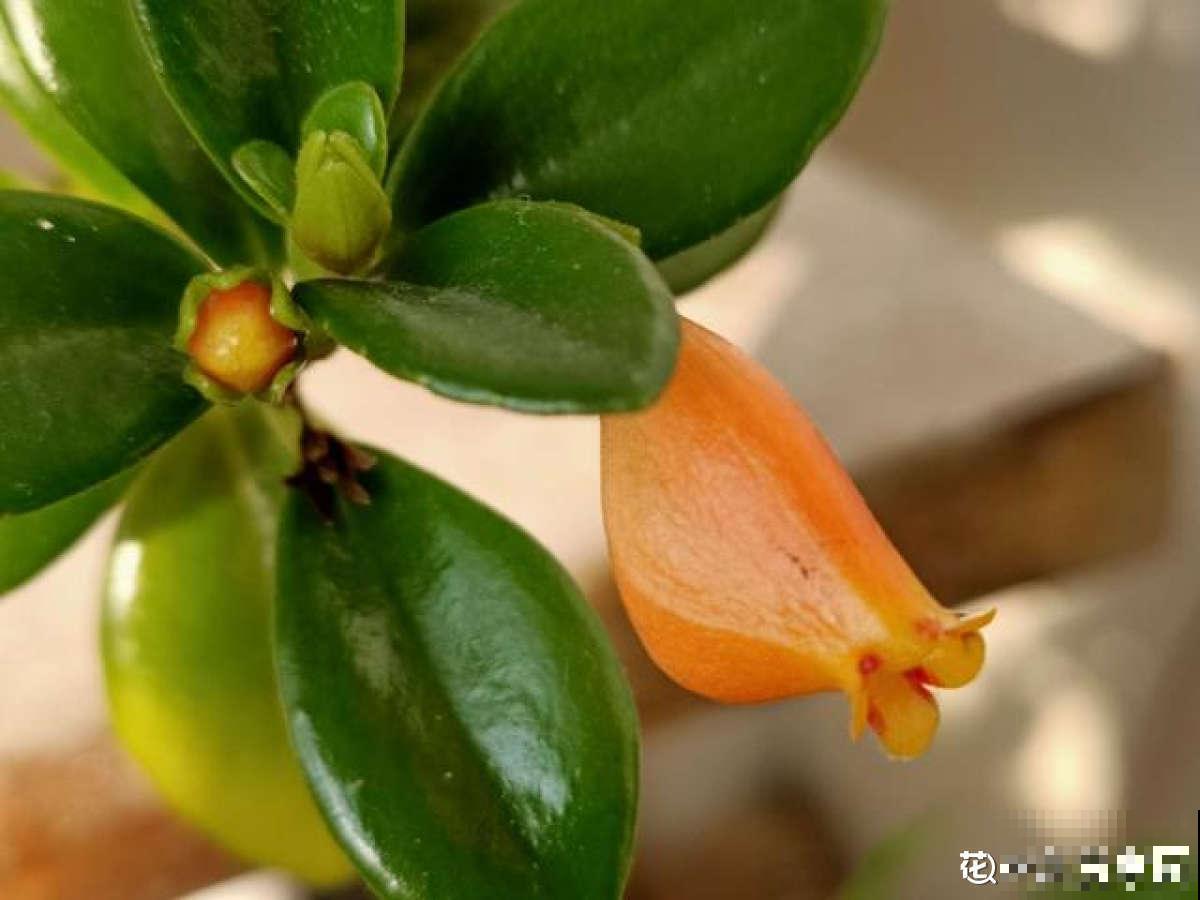 春天的花怎么拍都美,尤其是牡丹,雍容华贵让人一眼爱上 春天的花怎么拍都美,尤其是牡丹,雍容华贵让人一眼爱上