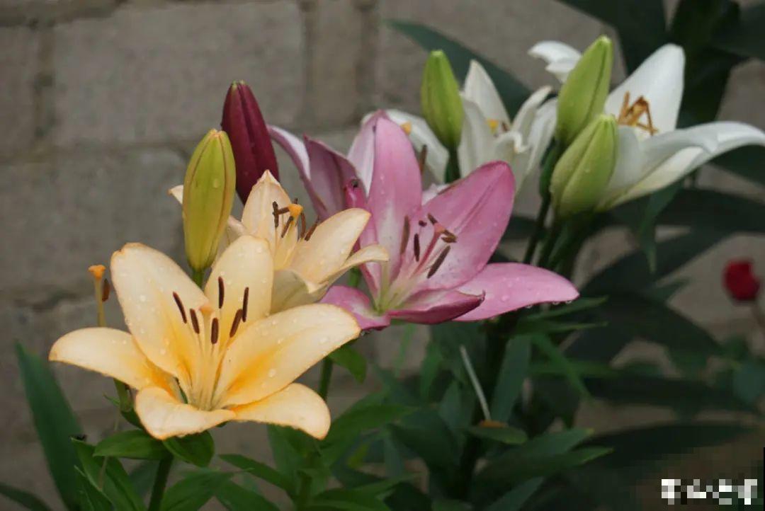 家里养盆香水花,满屋子飘香,还能净化空气 家里养盆香水花,满屋子飘香,还能净化空气