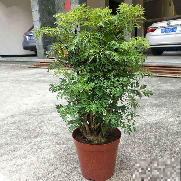 家里养花要摆对位置,不光对花好,对人也好 家里养花要摆对位置,不光对花好,对人也好