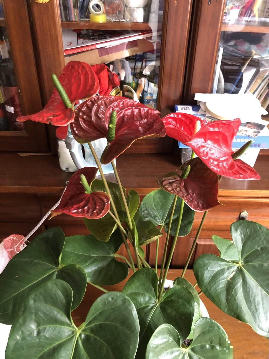 5种花真是“一举两得”,开花之后剪下来,插花瓶里颜值更高 5种花真是“一举两得”,开花之后剪下来,插花瓶里颜值更高