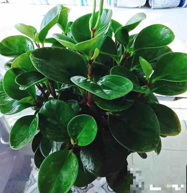 12种花真是太能生，叶子沾土就生根，实在太好活