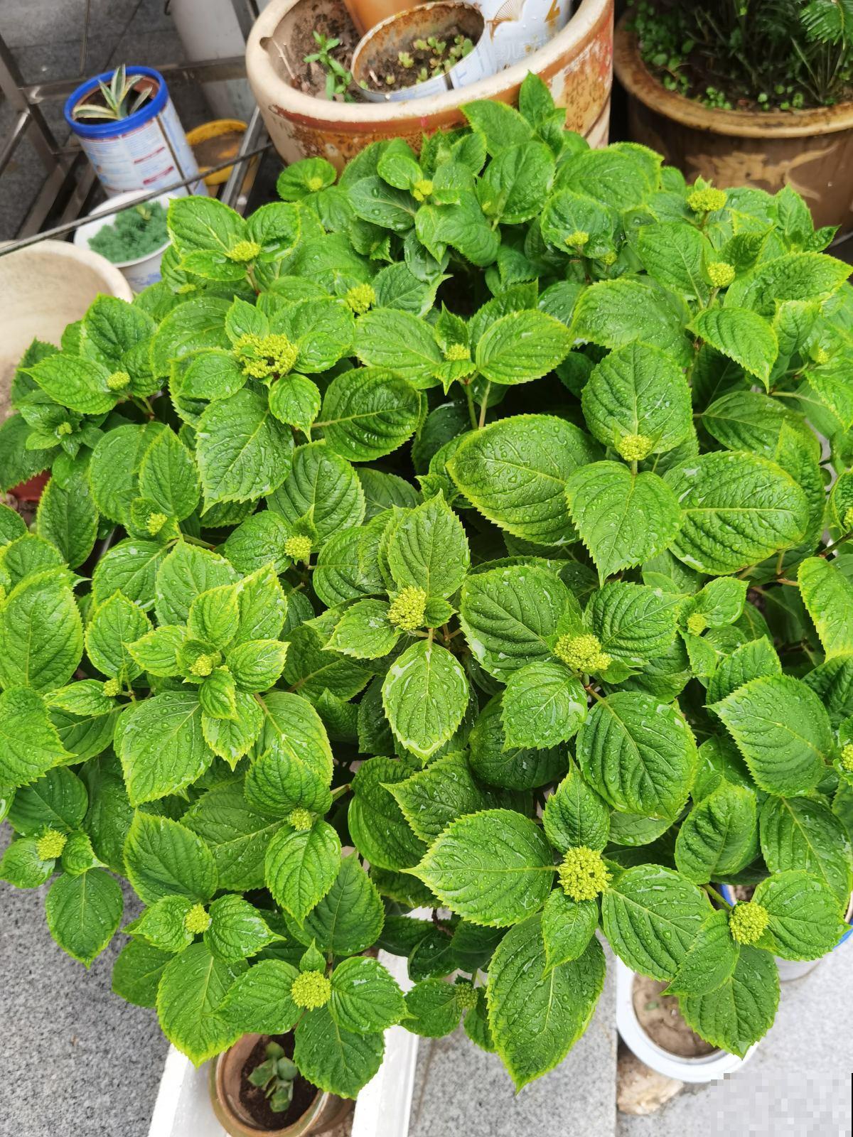 5种花现在要挪地儿,不能再晒了,不然叶子全黄了 5种花现在要挪地儿,不能再晒了,不然叶子全黄了