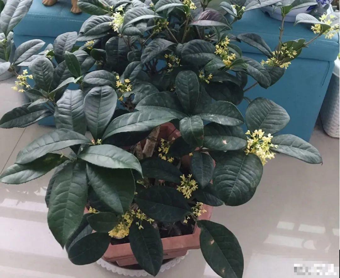 米兰花喜欢喝醋，一个月来一勺，花苞嘟噜噜冒