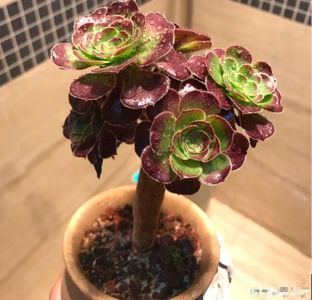 三角梅长不好?赶紧给它摘叶子,摘得越干净,长得越好 三角梅长不好?赶紧给它摘叶子,摘得越干净,长得越好