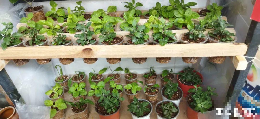 扦插3大“神器”,你家就有不少,成功率特高 扦插3大“神器”,你家就有不少,成功率特高