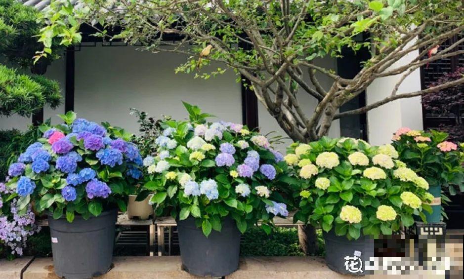 牡丹就得大花盆养，不然营养不够，很难开花