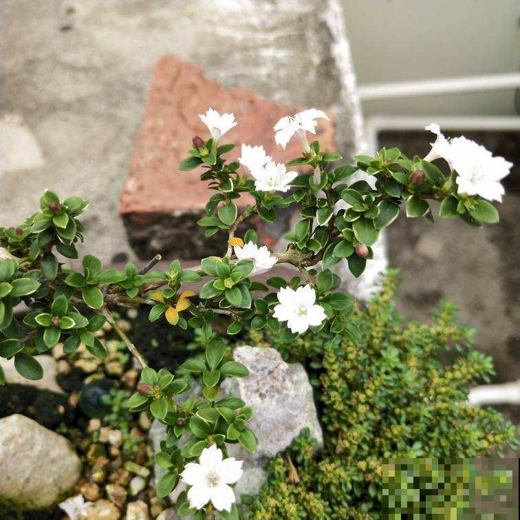 夏天养花杀虫大法，简单易上手，从此花虫去无踪！