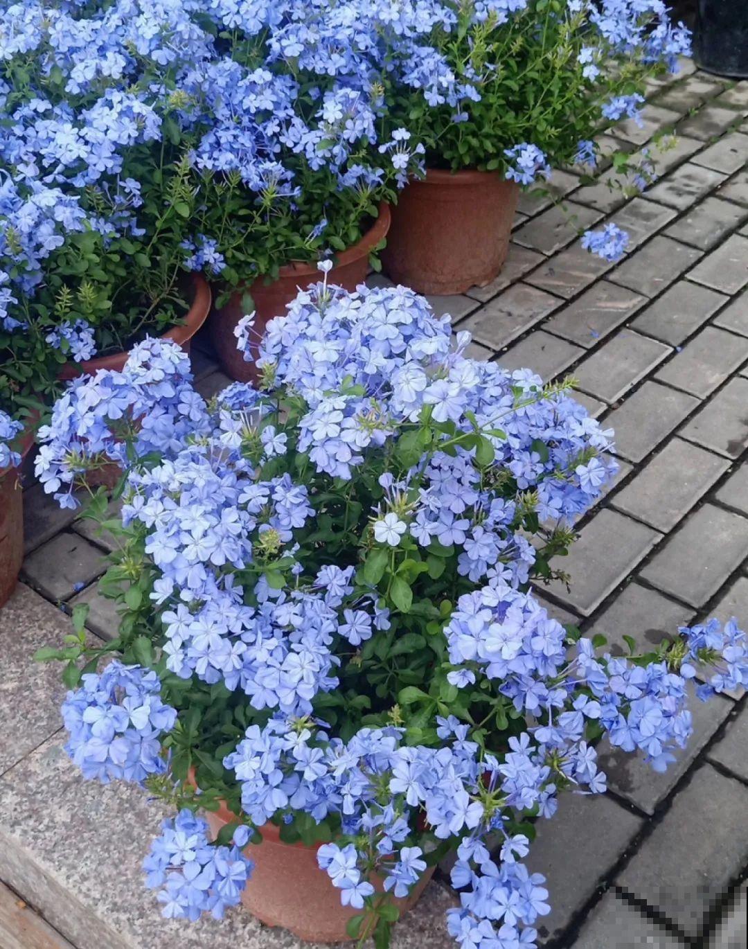 3月份养花,别急着搬出屋外,花容易死翘翘 3月份养花,别急着搬出屋外,花容易死翘翘