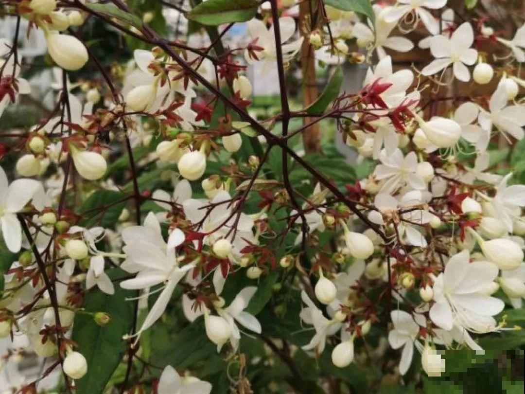 灵动仙气的垂丝茉莉,颜值超高,开花秀美多姿 灵动仙气的垂丝茉莉,颜值超高,开花秀美多姿