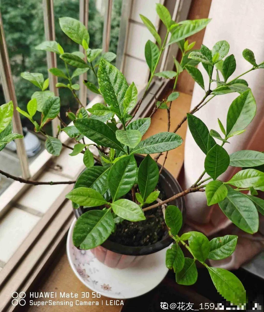 花开完了,别急着扔,好好养还能活几十年 花开完了,别急着扔,好好养还能活几十年