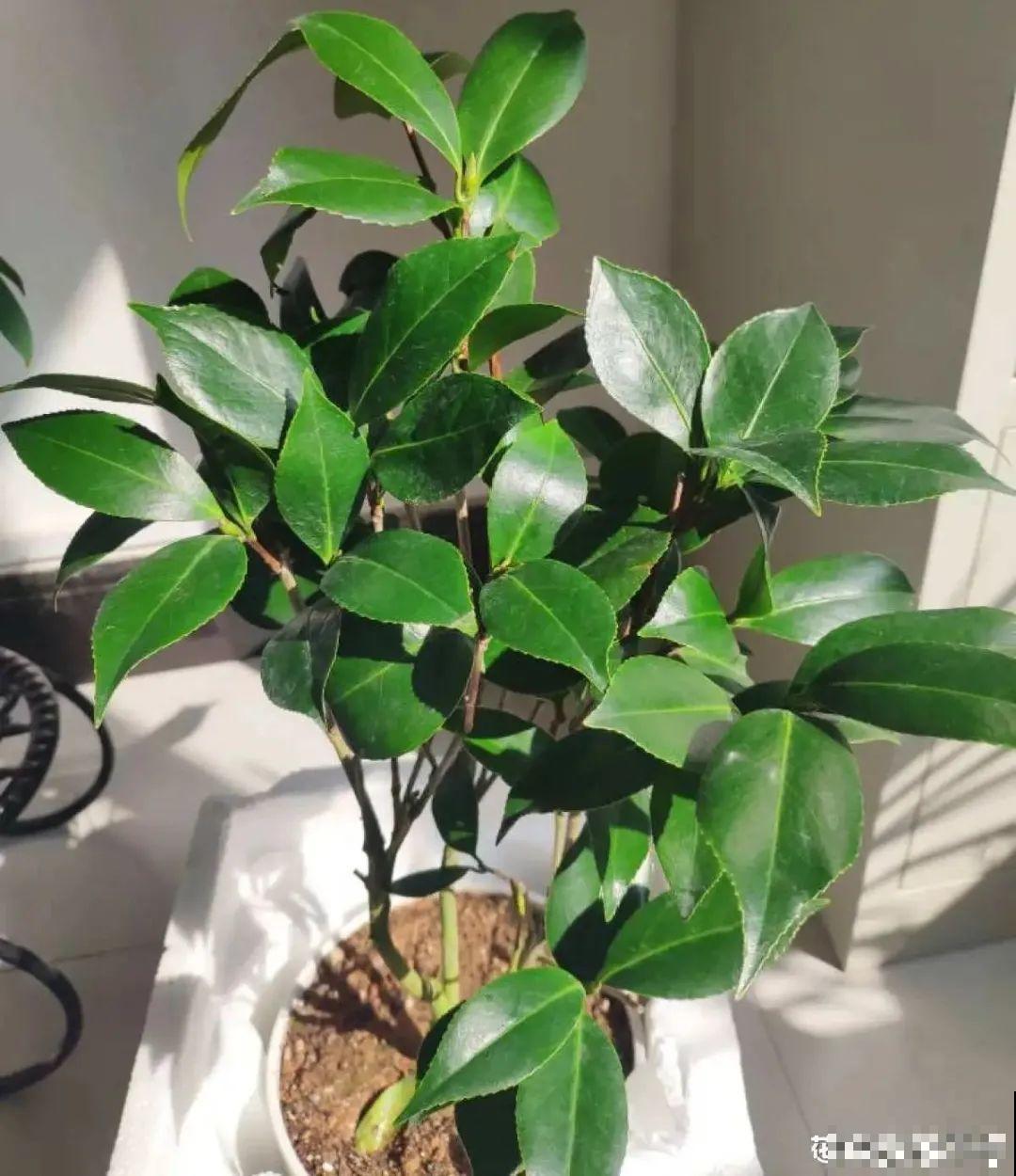 长寿开花后，要好好修剪，很快冒新芽