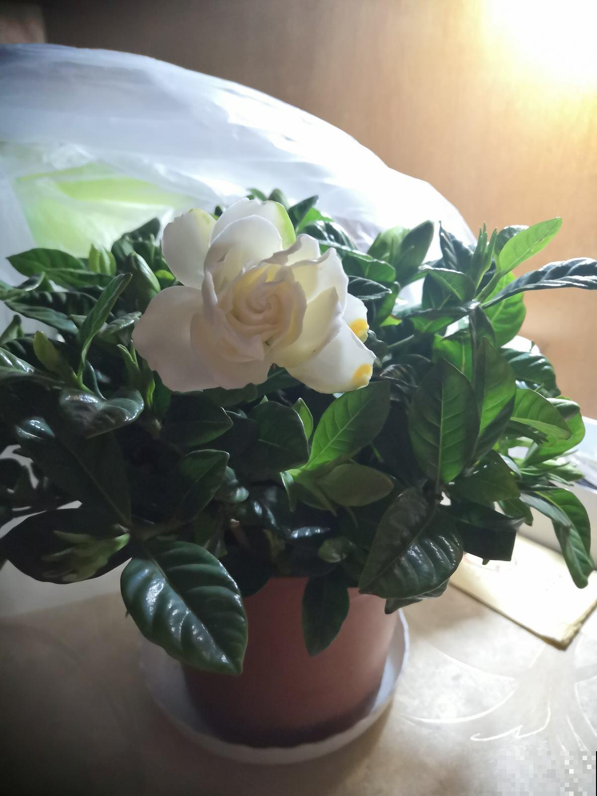 春天养护栀子花，要分清南北方，用对方法才是关键