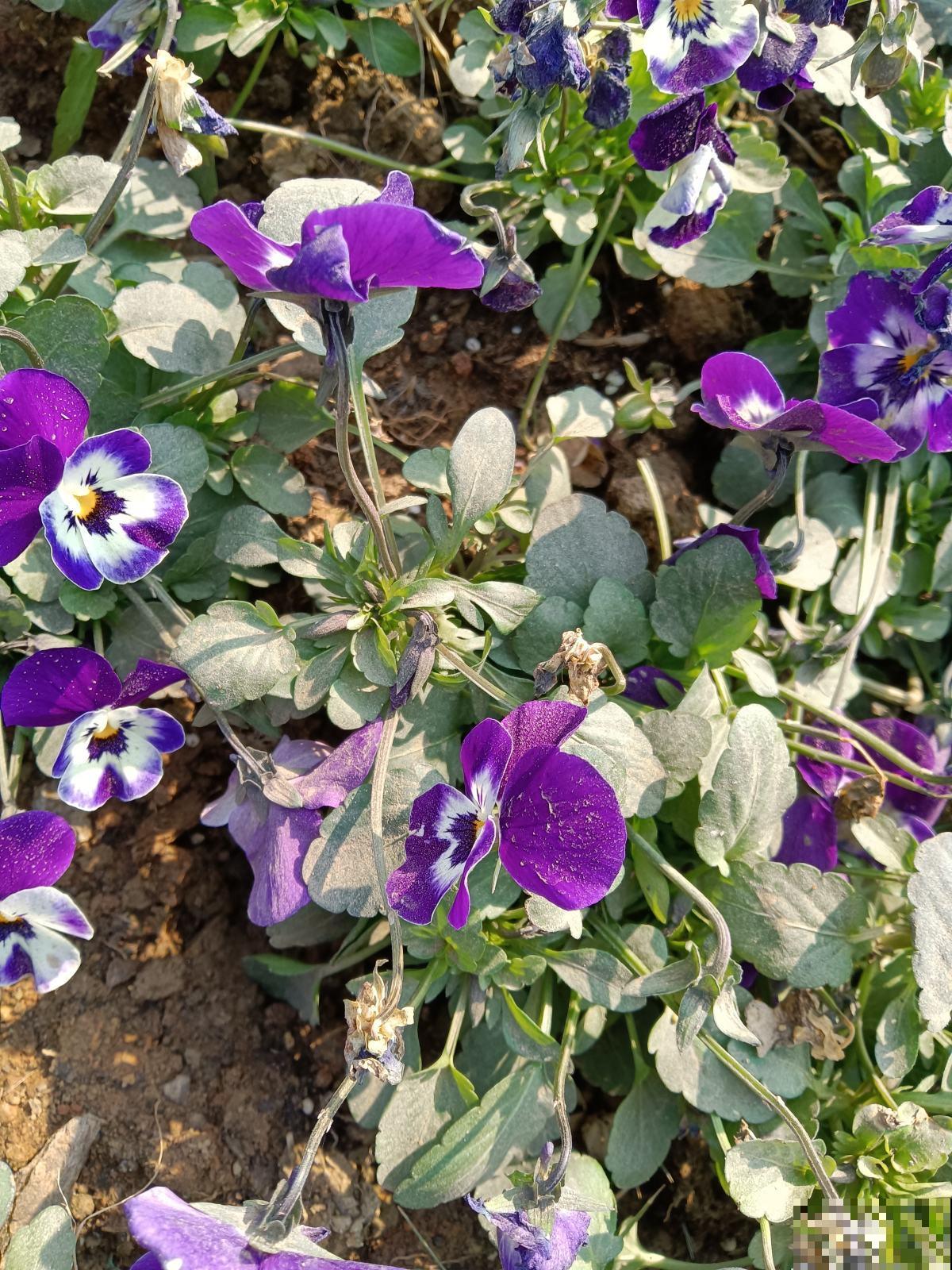 路边的月季开花后，比拳头还要大，没成想却招了贼