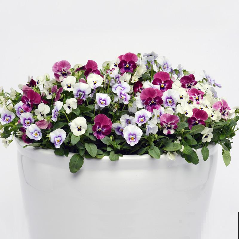 4月份种啥都能活的季节，山上挖一棵野花，种盆里也能开爆