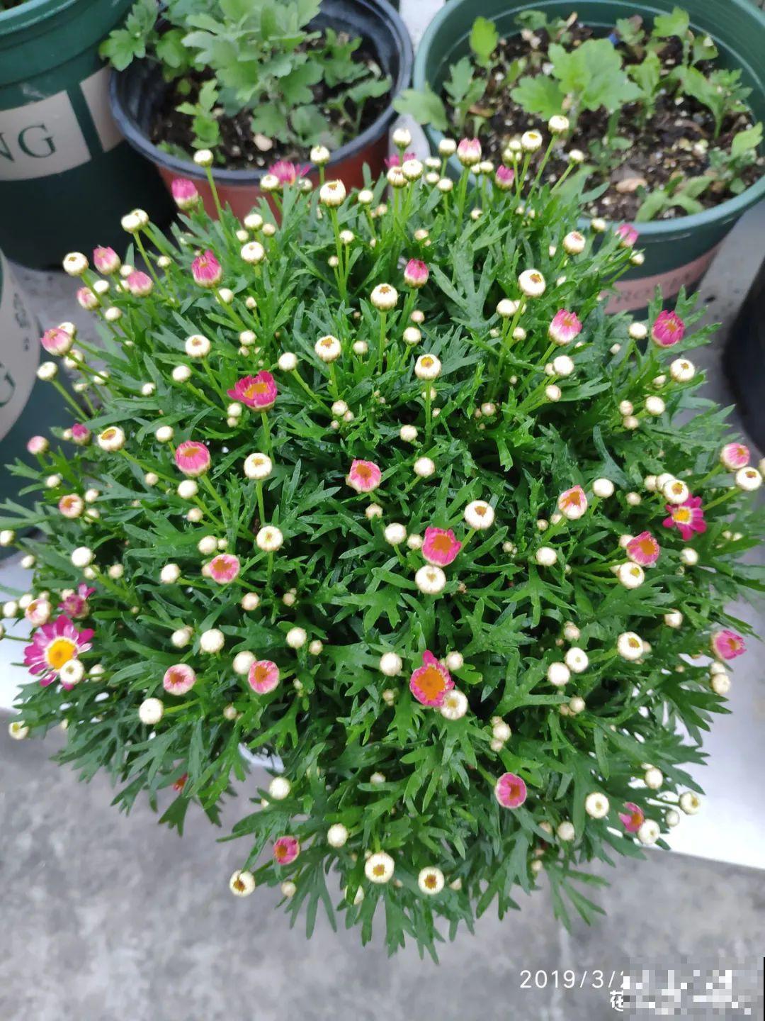 玛格丽特花期长，开花易爆盆，开成花球没问题