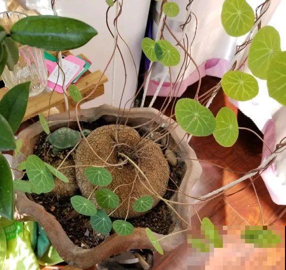 家里养棵“丑八怪”，霸气镇宅，越养越爱