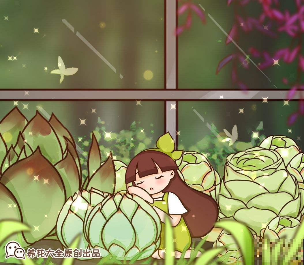 养多肉的小白，记住这些术语，秒变大神！