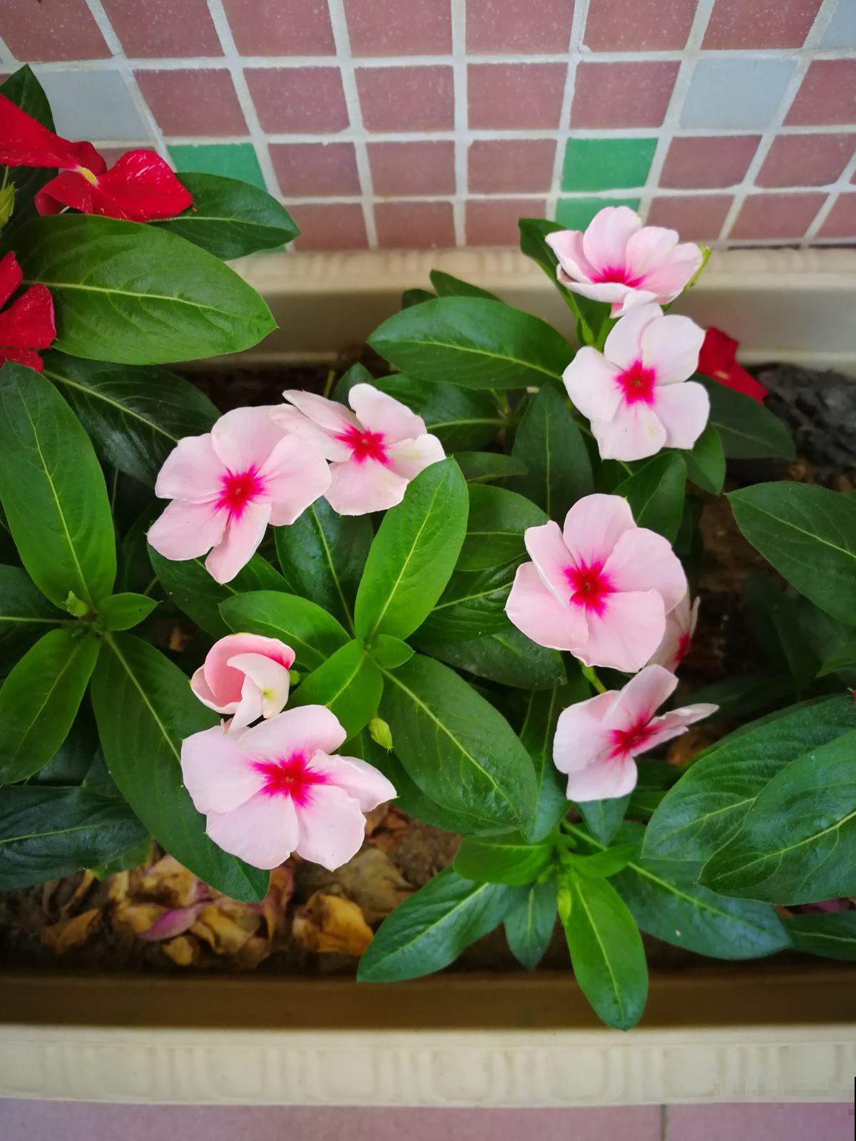 家庭常见花卉养护要点，看完你就都会了（下）