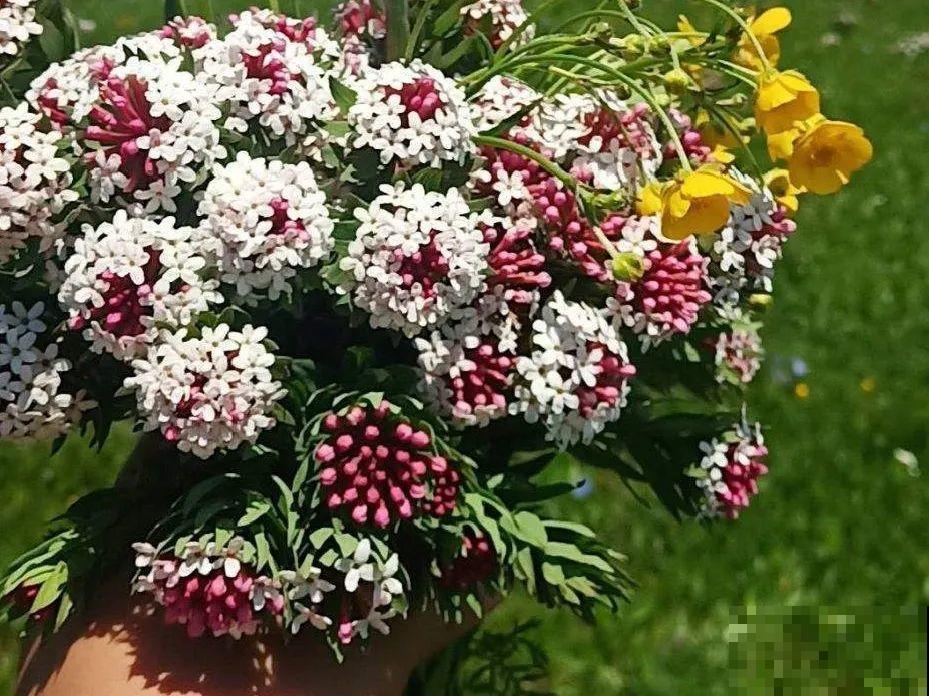 20种有毒花，看见绕道儿走，千万别乱摸