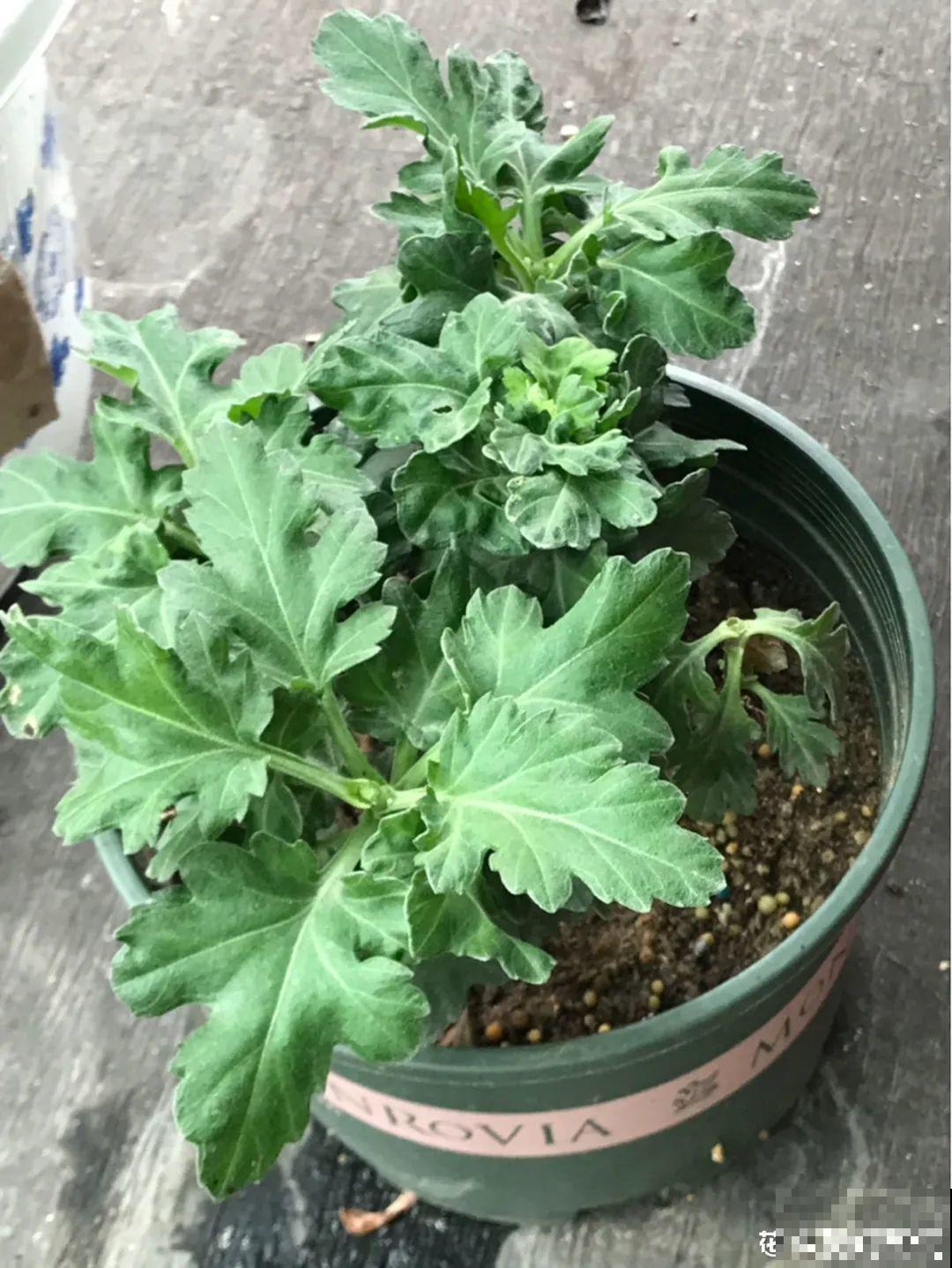 春天给花修剪,花才能呼呼开,俩月开爆盆 春天给花修剪,花才能呼呼开,俩月开爆盆