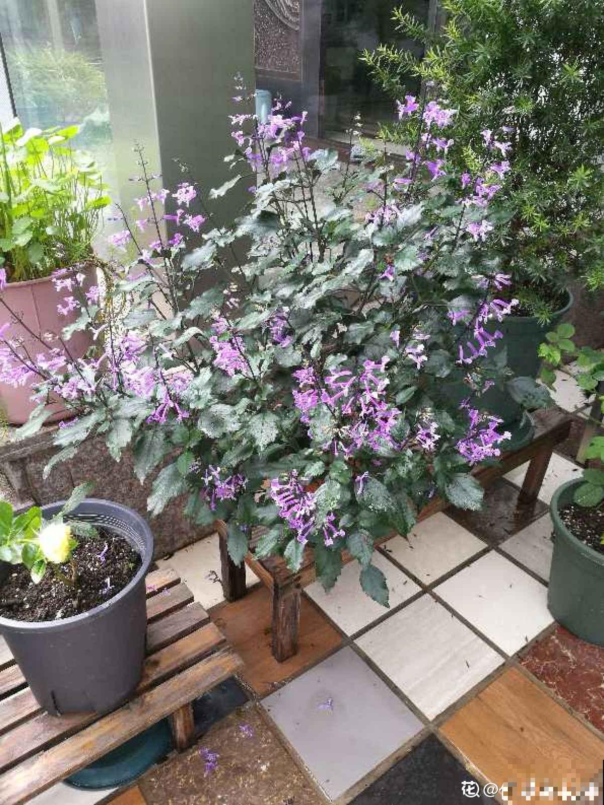 薰衣草中的“艺术品”,名叫莫奈薰衣草,皮实好养开花多 薰衣草中的“艺术品”,名叫莫奈薰衣草,皮实好养开花多