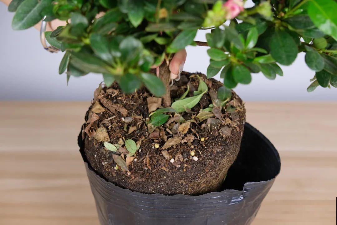 三角梅长不好?赶紧给它摘叶子,摘得越干净,长得越好 三角梅长不好?赶紧给它摘叶子,摘得越干净,长得越好