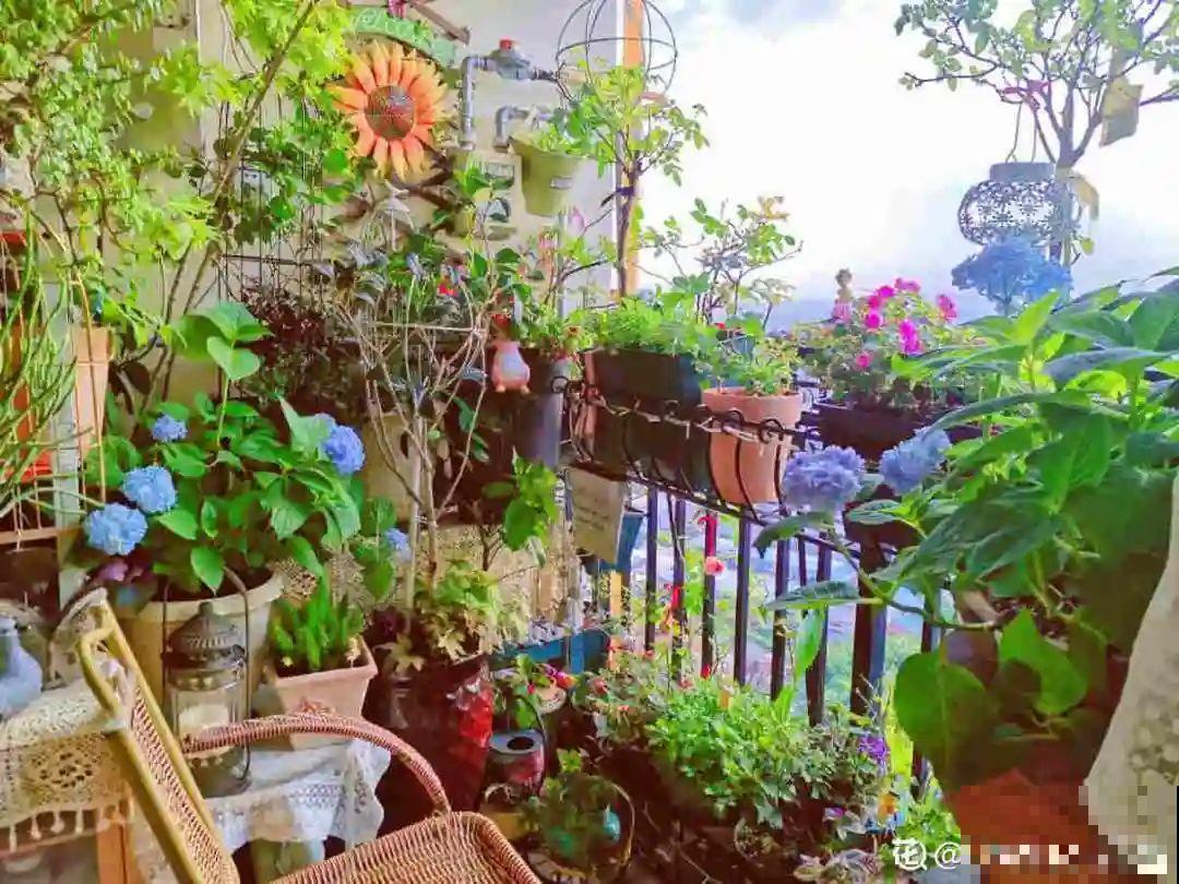 适合大门口养的花，开花时间要长，开花也要大气